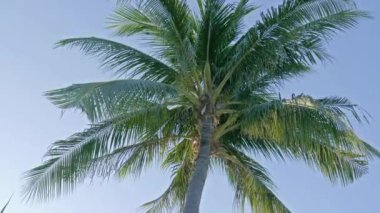hindistan cevizi palmiye ağacının doğal yakın çekim görüntüleri