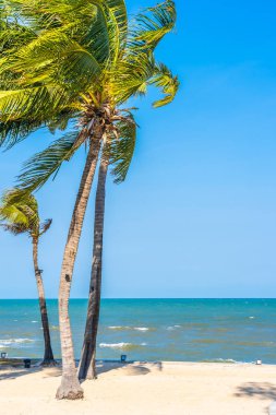 Güzel Coconut palm beach deniz ve okyanus blu üzerinde ağaç yaprak