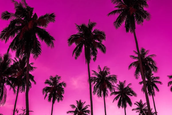 Buiten uitzicht met tropische kokosnoot palm tree op de sk — Stockfoto