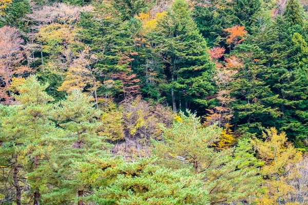 Hermoso paisaje un montón de árboles con hojas de colores alrededor de la —  Fotos de Stock