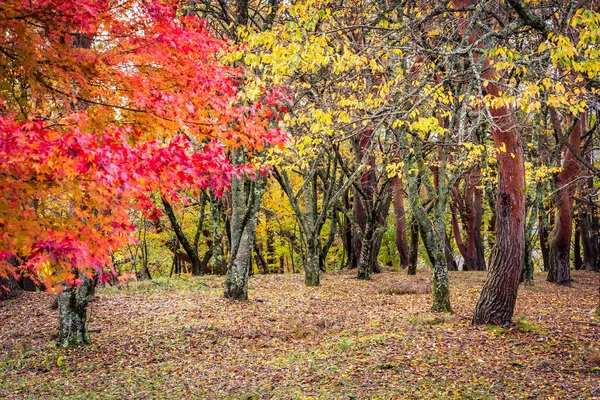 Beautiful maple leaf tree in autumn season — Stock Photo, Image