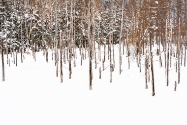 Güzel açık doğa manzara mavi su birikintisi ağaç dalı ile
