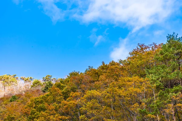 秋天的美丽风景与枫叶树 — 图库照片