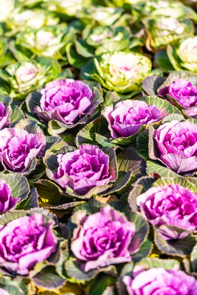 Flor de cor verde e roxa — Fotografia de Stock