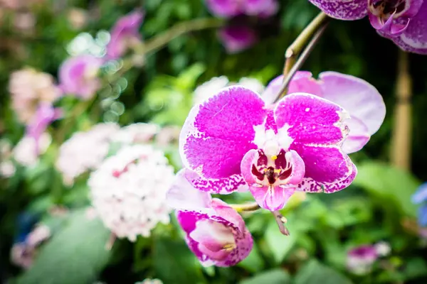 Colorful flower in the garden — Stock Photo, Image