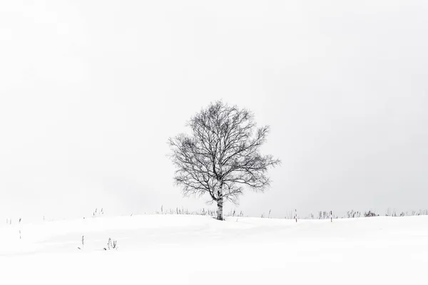 Hermoso paisaje con árbol solitario en la temporada de invierno de nieve — Foto de Stock