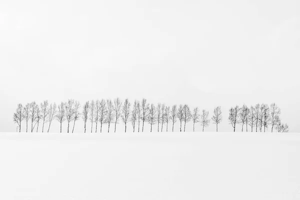 Beau paysage de nature en plein air avec groupe de branche d'arbre dans — Photo