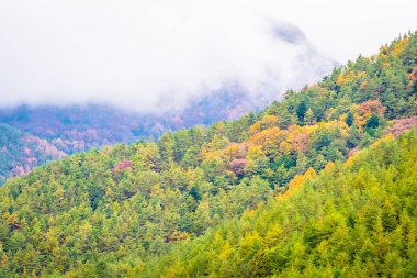 Güzel manzara bir sürü ağaç renkli yaprak ile 