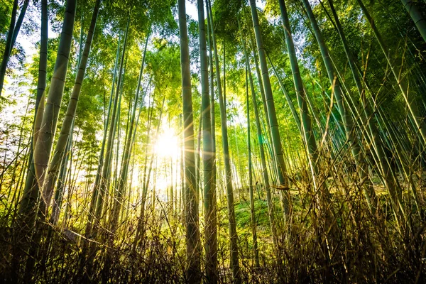 Bela paisagem de bosque de bambu na floresta em Arashiyama — Fotografia de Stock