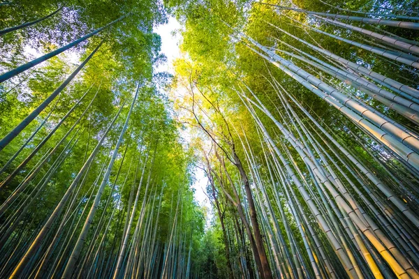 Bellissimo albero di bambù in arashiyama — Foto Stock