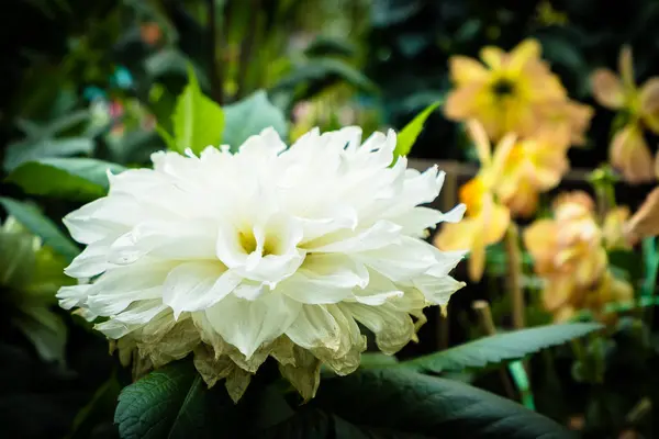 Flor colorida no jardim — Fotografia de Stock