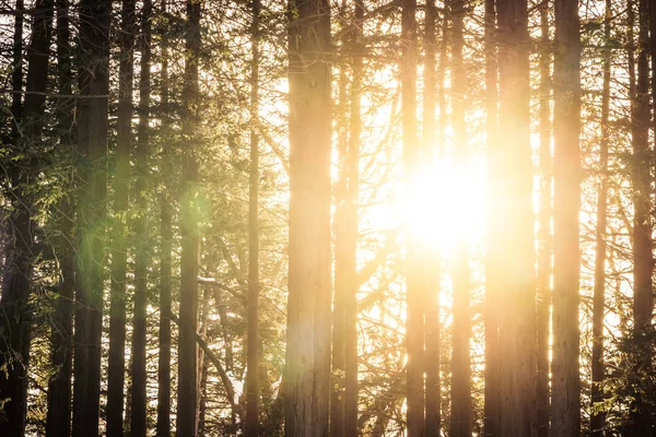 Bela paisagem de árvore e floresta com luz solar — Fotografia de Stock