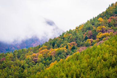 Güzel manzara bir sürü ağaç renkli yaprak ile 