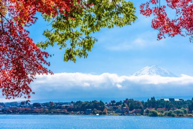 Dağ fuji ile akçaağaç yaprağı ağacın etrafında güzel manzara
