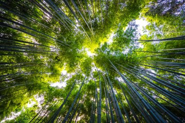 Bambu Grove Arashiyama, ormandaki güzel manzara 