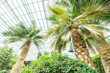 Çiçek kubbe Bahçesi ve greenhous bina güzel mimari