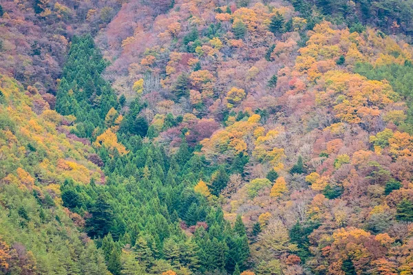 Paisagem bonita um monte de árvore com folha colorida em torno do — Fotografia de Stock