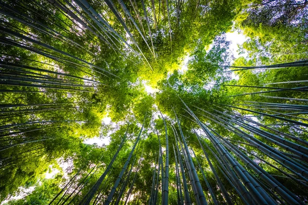 Hermoso paisaje de bosque de bambú en el bosque de Arashiyama — Foto de Stock