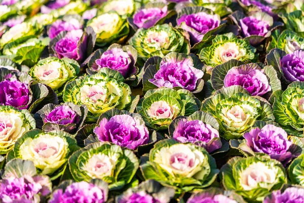 Fleur de couleur verte et violette — Photo