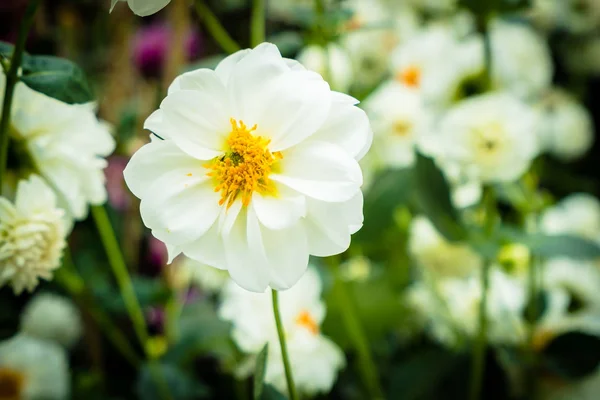 Colorful flower in the garden — Stock Photo, Image