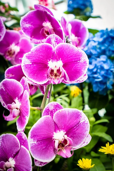 Colorful flower in the garden — Stock Photo, Image