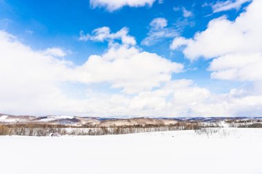 Güzel açık doğa manzara ağaç kar kış denizlerde