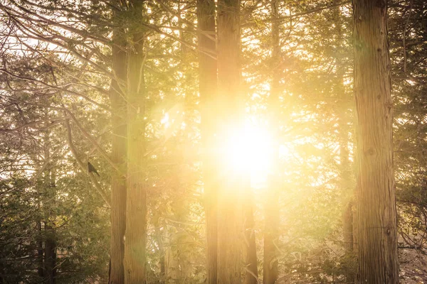 Vackra landskap med träd och skog med solljus — Stockfoto