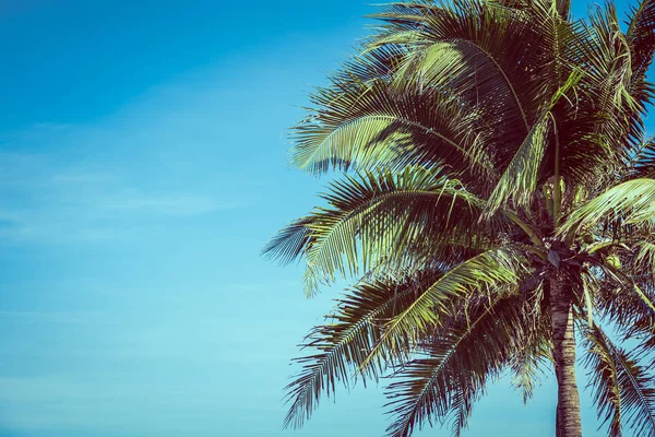Beau cocotier à angle bas avec fond bleu ciel — Photo