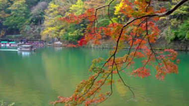 Japonya 'da Sonbahar sezonunda akçaağaç yaprakları doğal görüntüleri