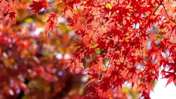 Szenische Nahaufnahmen Von Schönen Herbstlichen Bäumen Äste — Stockvideo