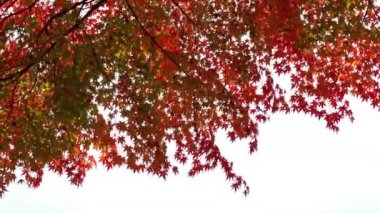 güzel sonbahar ağaçları dalları doğal yakın çekim görüntüleri