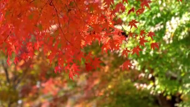 Plans Rapprochés Magnifiques Branches Arbres Automnaux — Video