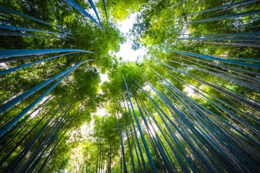 Güzel bambu grove ağaç arashiyama alan Kyoto Japonya
