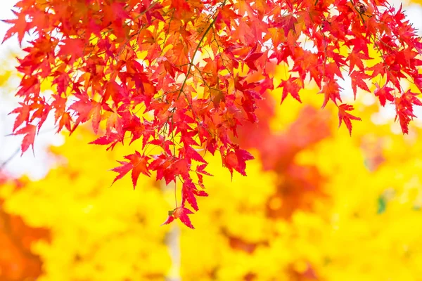 Schönes Rotes Und Grünes Ahornblatt Baum Herbst — Stockfoto