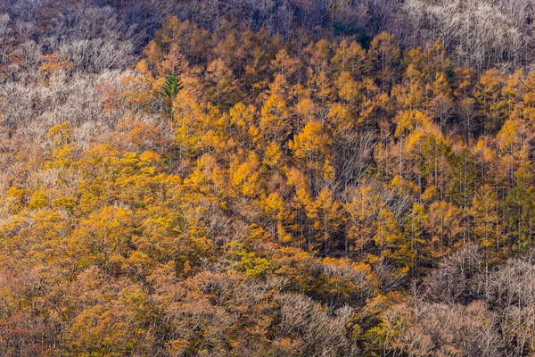 Красивый Пейзаж Кленовым Листом Осенью Японии — стоковое фото