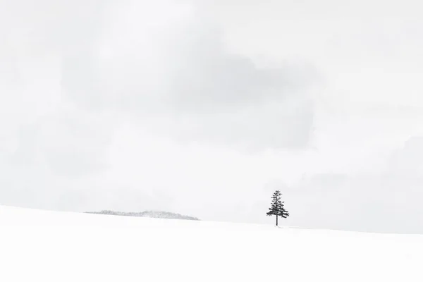 Beau Paysage Nature Plein Air Arbre Noël Hiver Saison Des — Photo