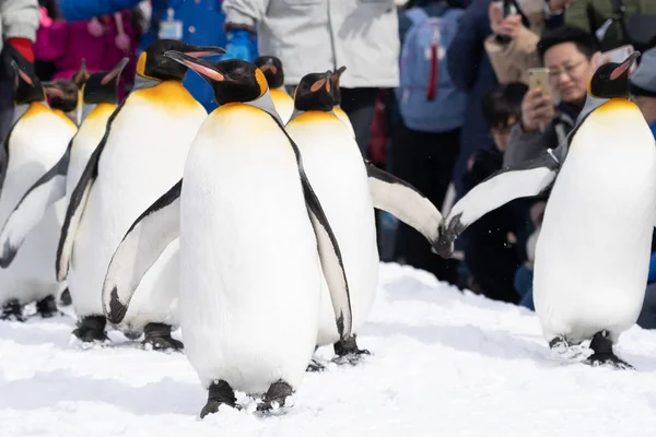 Arashiyama Hokkaido Japan Februari 2019 Grupp Pingvin Show Asahiyama Zoo — Stockfoto