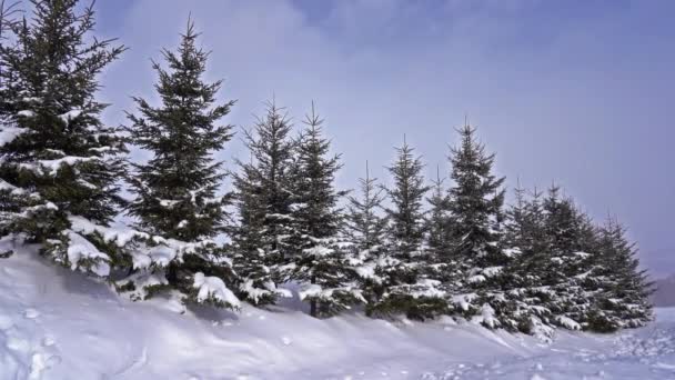 Schilderachtige Beelden Van Het Prachtige Winter Landschap — Stockvideo