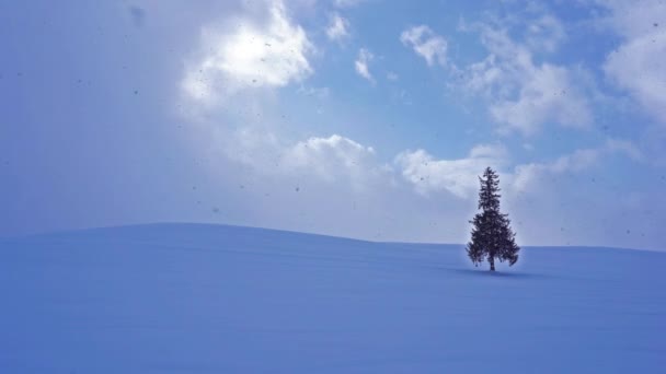 Lonely Coniferous Tree Snowy Hill Hokkaido Japan — Stock Video