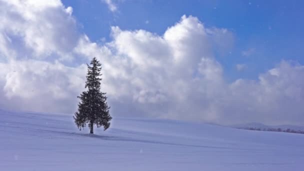 Eenzame Naaldboom Besneeuwde Heuvel Hokkaido Japan — Stockvideo