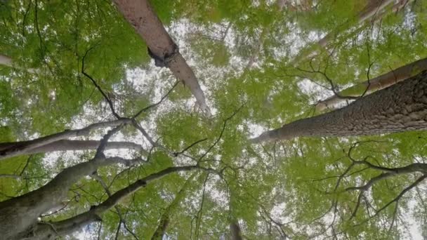 美丽的绿树枝的风景特写镜头 — 图库视频影像