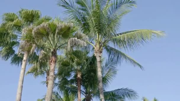 Scenic Close Footage Coconut Palms Tropical Island — Stock Video