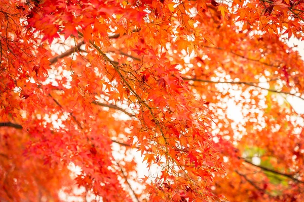 Schöner Roter Und Grüner Ahornbaum Der Herbstsaison — Stockfoto