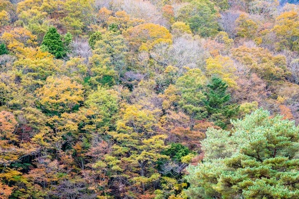 カラフルな葉の周りの秋の山の木の多くの美しい風景 — ストック写真