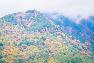Bir ağaç dağ sonbahar sezonu etrafında renkli yaprak ile çok güzel manzara