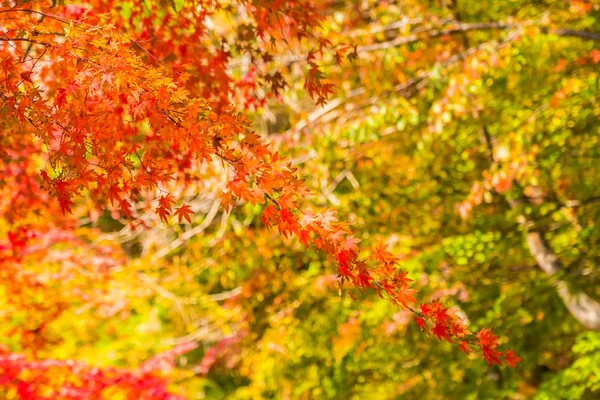 Schönes Rotes Und Grünes Ahornblatt Baum Herbst — Stockfoto