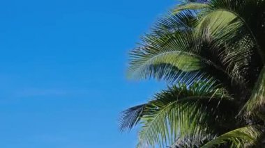 tropik adada hindistan cevizi palmiye doğal yakın çekim görüntüleri
