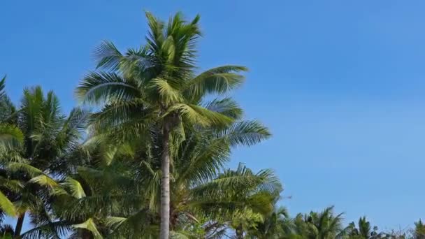 Imagens Panorâmicas Close Coqueiros Ilha Tropical — Vídeo de Stock