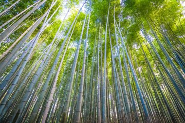 Arashiyama güzel bambu grove ağacında