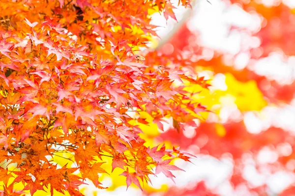 Красивый красный и зеленый кленовый лист на дереве — стоковое фото